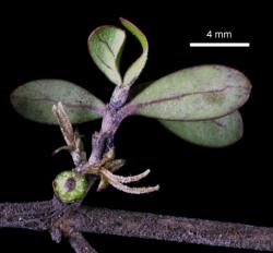 Image: D. Glenny, J. Cruickshank © Landcare Research 2014 